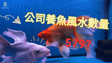 家裡養魚數量|【魚缸要養幾隻魚】新手水族箱必看！魚缸養幾隻魚才剛好？